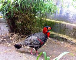 Tragopan