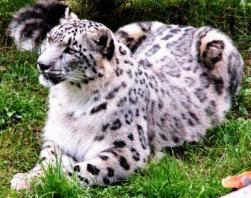 Snow Leopard