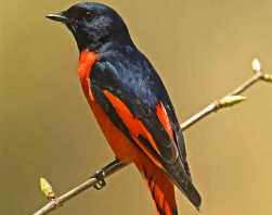 Long tail minivet